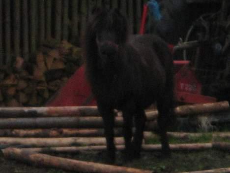 Shetlænder Mille    ~Solgt :'(~ - Mille stillede sig lige i en firkant :) billede 7