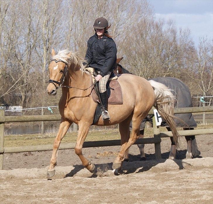 Palomino Guldhyppen Disalica :-I  - Dressur :D.. lidt galop! :b billede 3