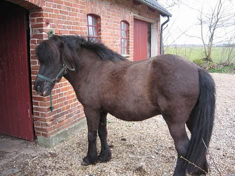 Islænder Blökk fra Højen billede 13