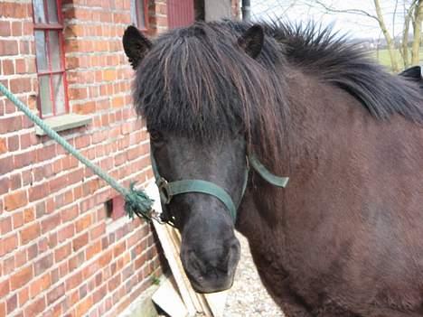 Islænder Blökk fra Højen billede 14