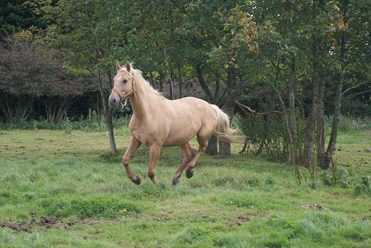 Palomino Guldhyppen Disalica :-I  - Smukke hest ! :D<3    FOTO: mig med mit spejlreflex billede 6