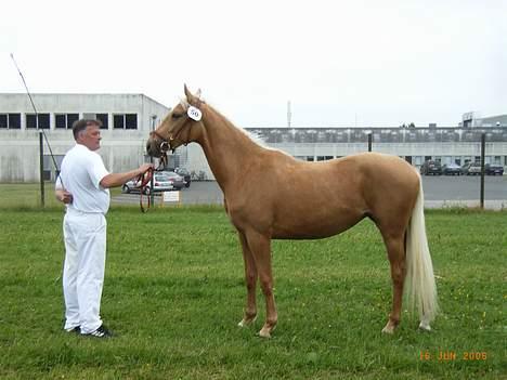 Palomino Guldhyppen Disalica :-I  - Her står min far med Disalica... ;D 2006 billede 7