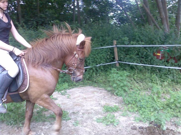 Islænder Bubbi / birkir - smukke smukke bubbi!( vi nyder en rolig trav) billede 14