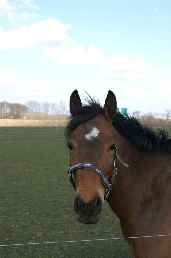 DSP Gloria Søblink billede 14