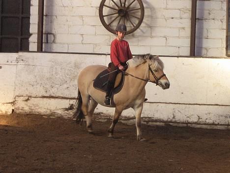 Fjordhest musse  SOLGT :'( - rider lidt i ridehuset :) foto malle <3 billede 2