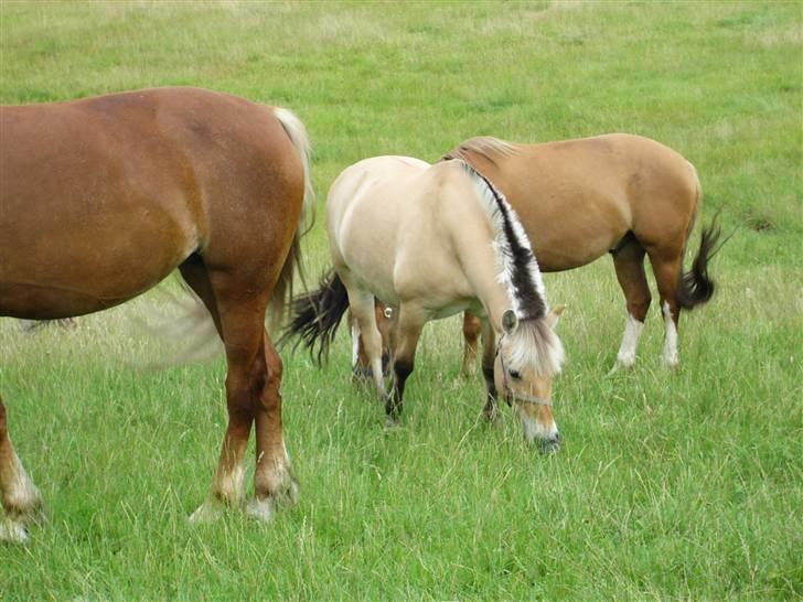 Fjordhest musse  SOLGT :'( - musse på græs.. <333  foto: mig selv :) billede 4