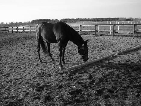 Anden særlig race R.I.P. Diego billede 11