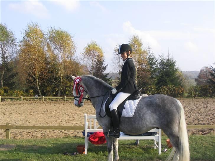 Anden særlig race Shadow B-pony "Solgt" :'( - Shadow og jeg har lige fået 2 1 pladser i LB3 og LA1  billede 2