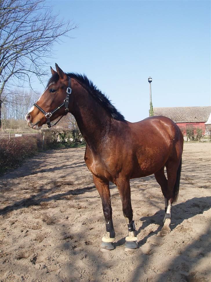 Dansk Varmblod Daddys Victory  - velkomme til daddys victorys profil! håber i kan lide den/ham! :-* <33 billede 1