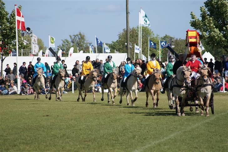 Fjordhest * FJODOR *  - Alle de smukke fjoller på Det fynske dyrskue 09´ foto: karen billede 17