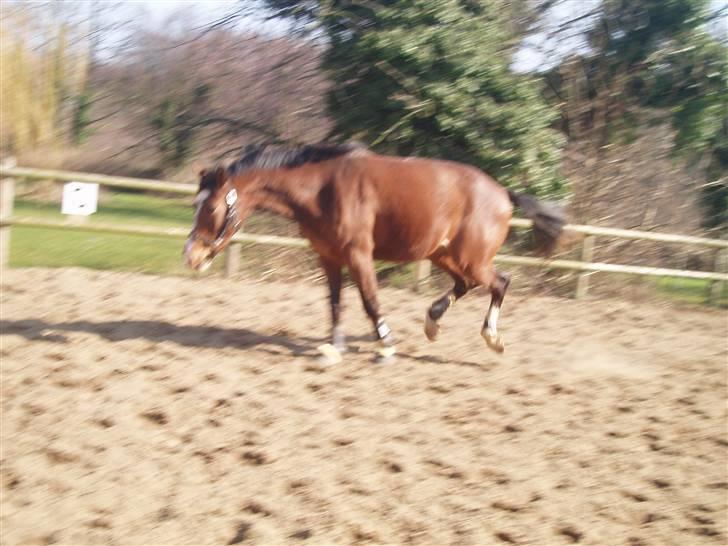 Dansk Varmblod Daddys Victory  - et lille buggespring ;) <3 billede 3