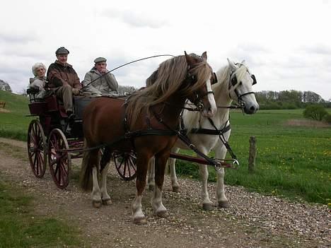 Welsh Pony af Cob-type (sec C) Menai William (RIP) - Menai William for vogn :) billede 16