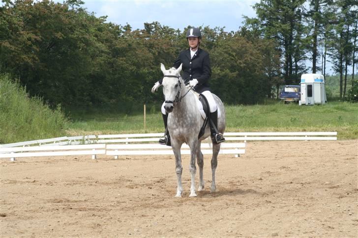 Arabisk fuldblod (OX) El Dominus - Perfekt parade :-) billede 17