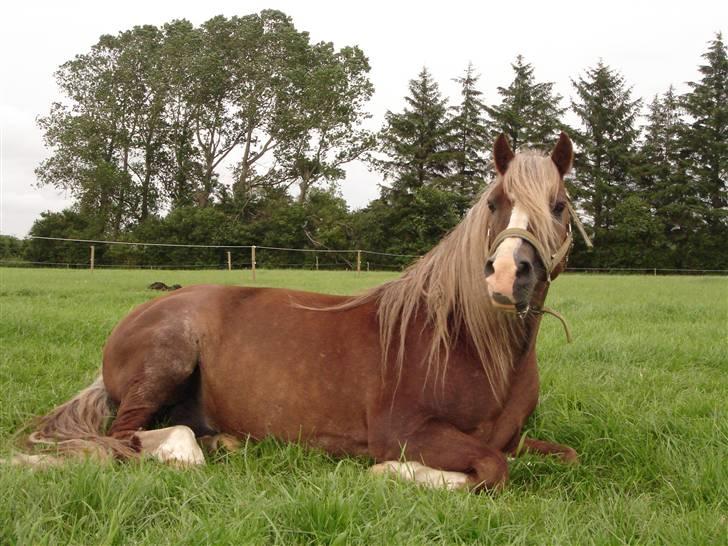 Welsh Pony af Cob-type (sec C) Menai William (RIP) - www.menaiwilliam.webbyen.dk billede 19