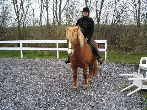 Islænder Isafold Fra Havndal - 18. Så er vi klar til at ride. billede 18