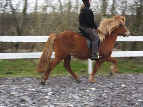 Islænder Isafold Fra Havndal - 19. Lidt fart over feltet. billede 19