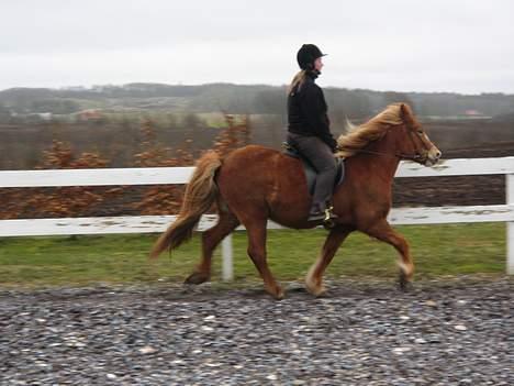 Islænder Isafold Fra Havndal - 20. Så går det bare derud af. billede 20