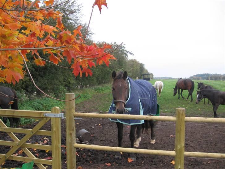 Holstener chester *RIP* - chester drengen på marken efterår 2008 billede 15