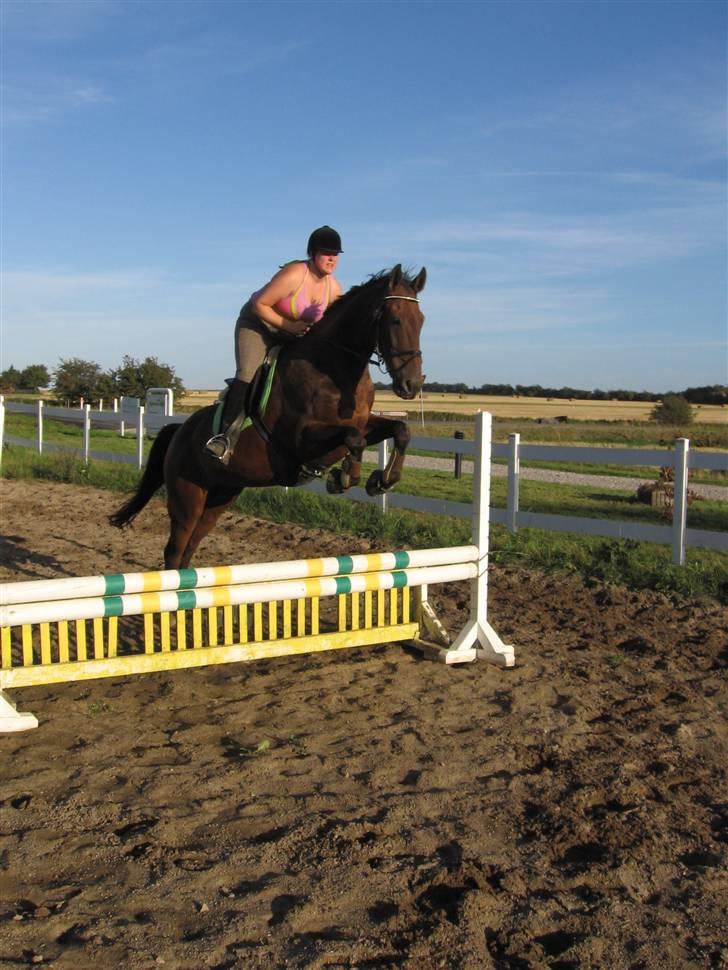Holstener chester *RIP* - 70 cm højde rekord.... tør ikke springe men er ved at få modet tilbage billede 18