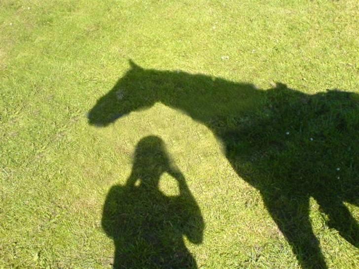 Holstener chester *RIP* - skygge af chester billede 19