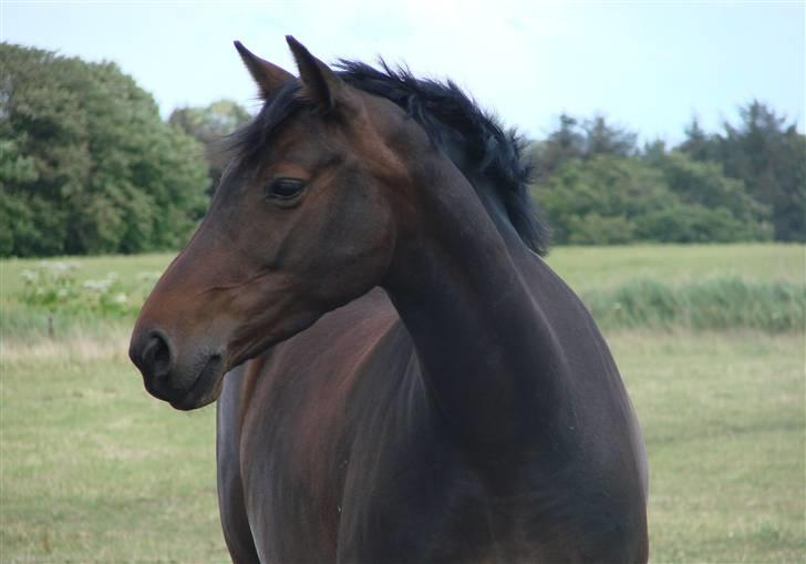 Anden særlig race Monty <3  - Monty flotte hoved :) og hø i hele høet :b ....-Fotograf * Camilla Thomsen billede 18