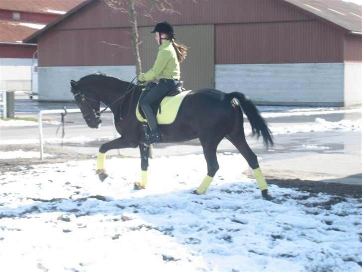 Anden særlig race Horse-Wear's Oktober - #NYT# gaaaalop - smukke oktober - først i april 2008 billede 17