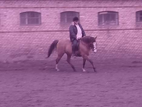 Anden særlig race samson - Samson og Kristina d.9.04.07 billede 16