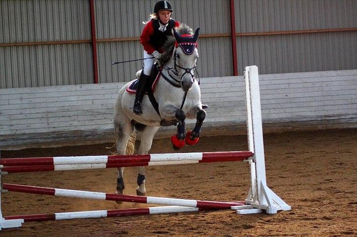 Anden særlig race Houdini ~ Solgt /: - Opvarmning til stævne. Foto: DBR billede 16