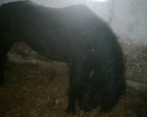 Dartmoor Lullu af Nydam *Solgt* - 10-04-2007 billede 14