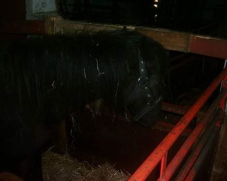 Dartmoor Lullu af Nydam *Solgt* - 10-04-2007 billede 15