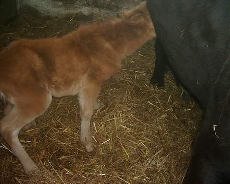 Dartmoor Dolly +DØD+ - 10-04-2007 billede 3