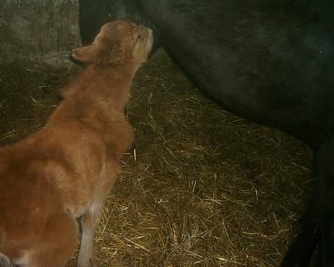 Dartmoor Dolly +DØD+ - 10-04-2007 billede 4