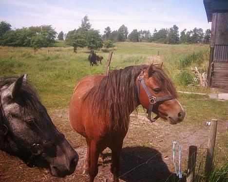 Dartmoor Dolly +DØD+ - August 2006 Dollys far Anc-Neu Bio billede 6