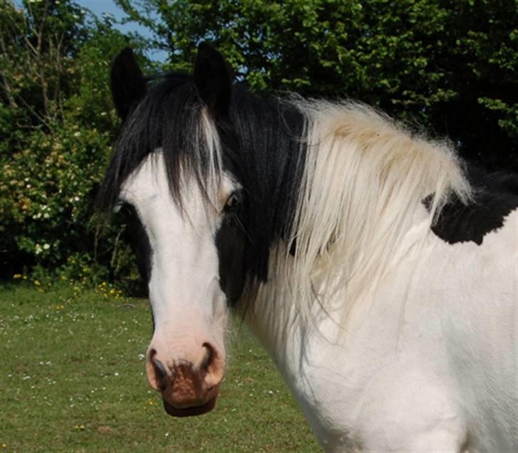 Irish Cob Egehøj`s Piano  - Velkommen til Piano´s profil <3 billede 1