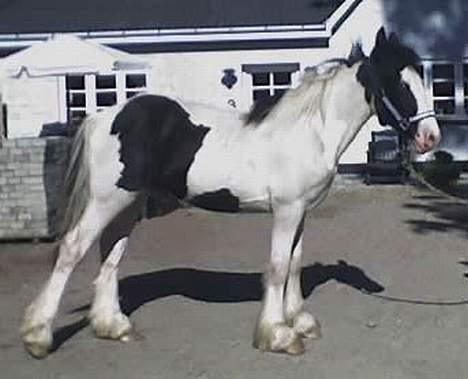 Irish Cob Egehøj`s Piano  - Piano sommeren 2006 (1år). billede 2