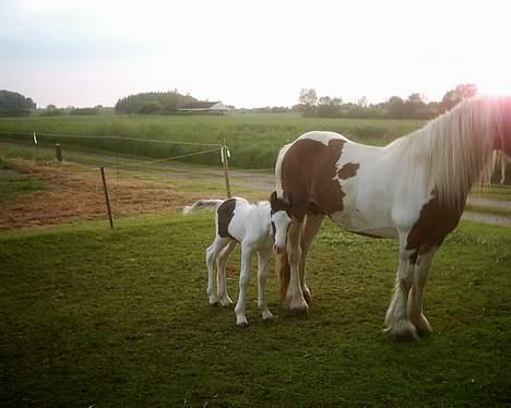 Irish Cob Egehøj`s Piano  - En lille baby Piano<3 billede 3