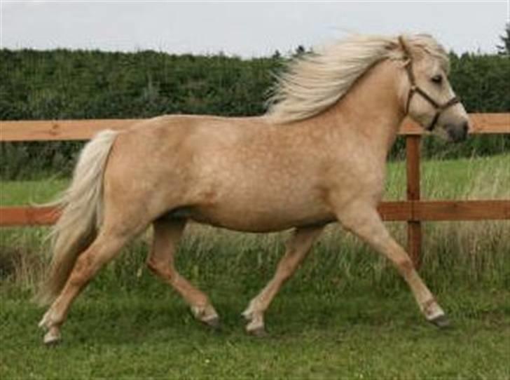 Islænder Prinsessa  solgt billede 2