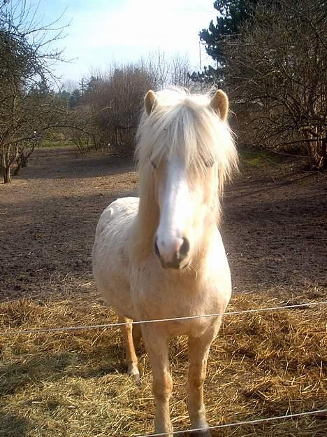 Islænder Prinsessa  solgt billede 4