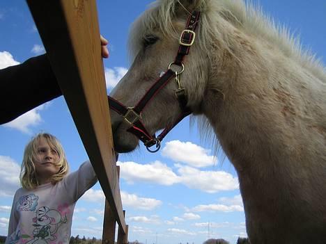 Islænder Prinsessa  solgt billede 5