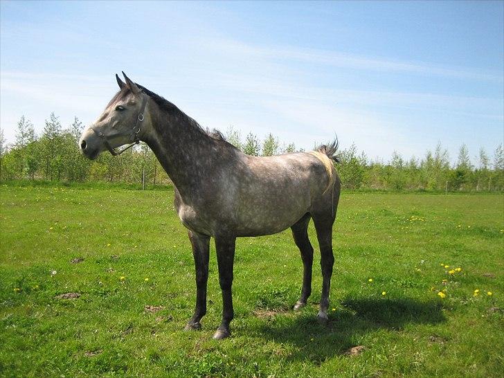 Dansk Varmblod Gørklintgårds Belinina  billede 17