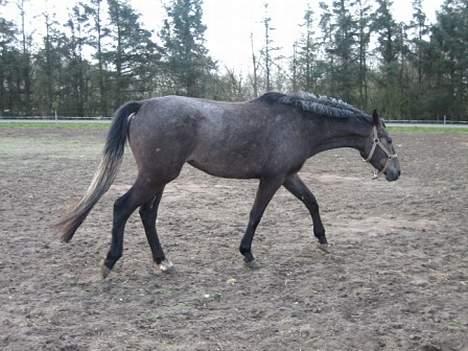 Dansk Varmblod Gørklintgårds Belinina  billede 20