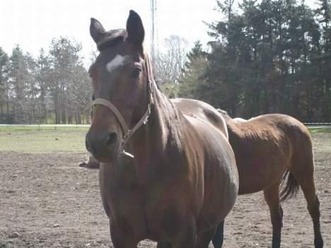Dansk Varmblod Mari billede 15
