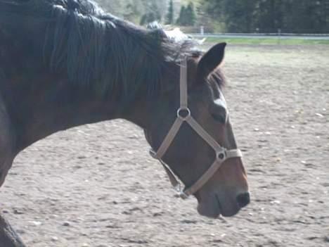 Dansk Varmblod Mari billede 16