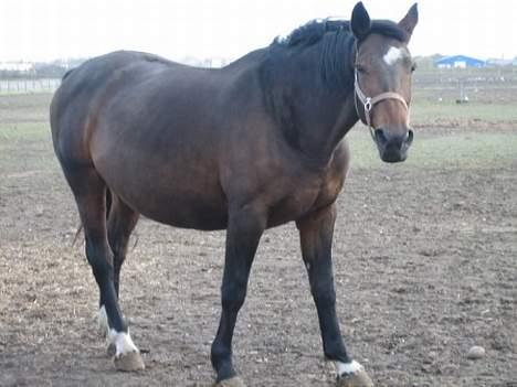 Dansk Varmblod Mari billede 17