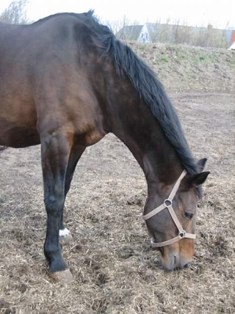 Dansk Varmblod Mari billede 18