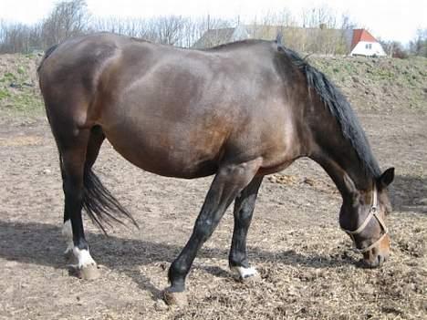 Dansk Varmblod Mari billede 19