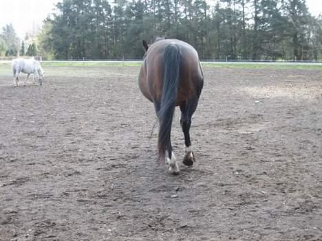 Dansk Varmblod Mari billede 20
