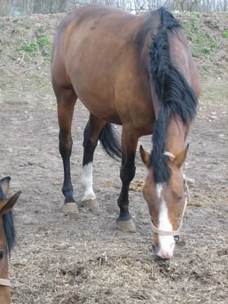 Dansk Varmblod Copinette  billede 18