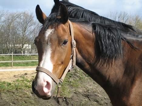 Dansk Varmblod Copinette  billede 19