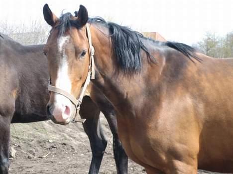 Dansk Varmblod Copinette  billede 20